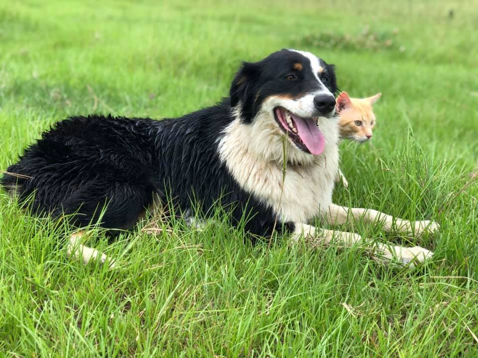 cat and dog