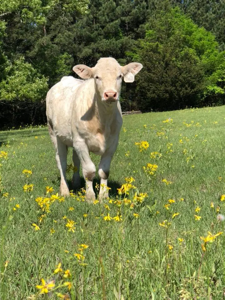 cow