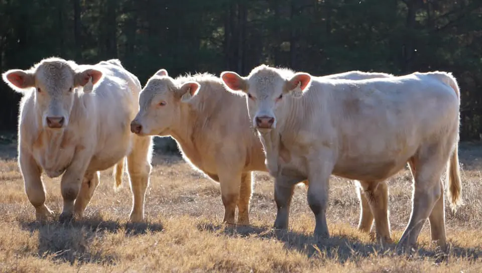 cows in field