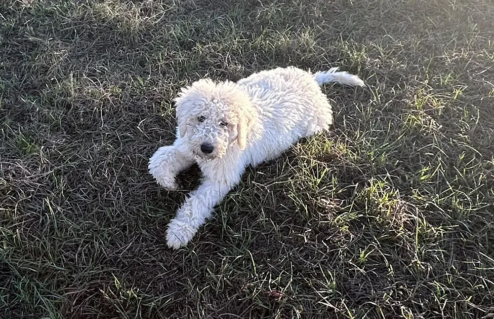 Komondor