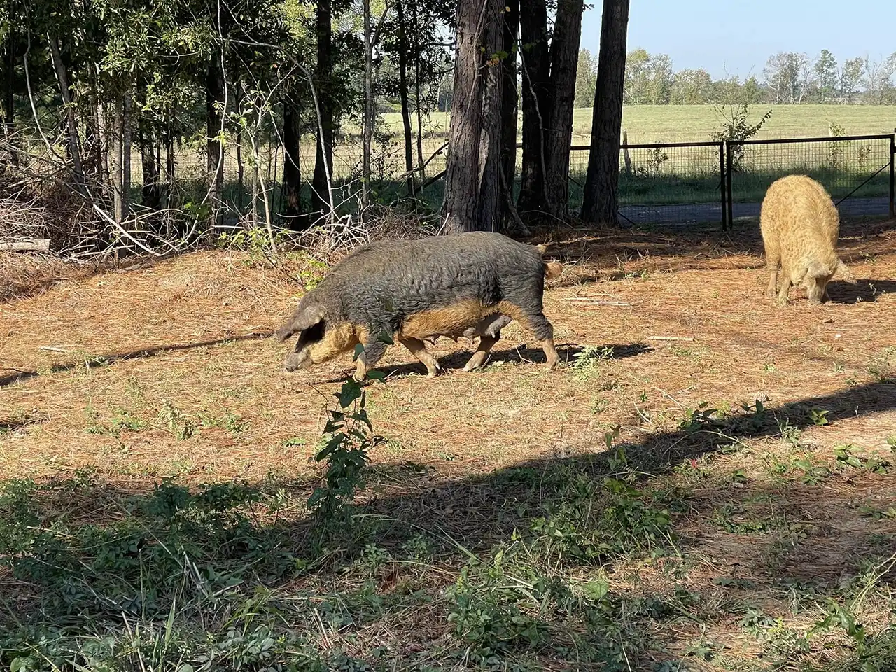 pastured-pork