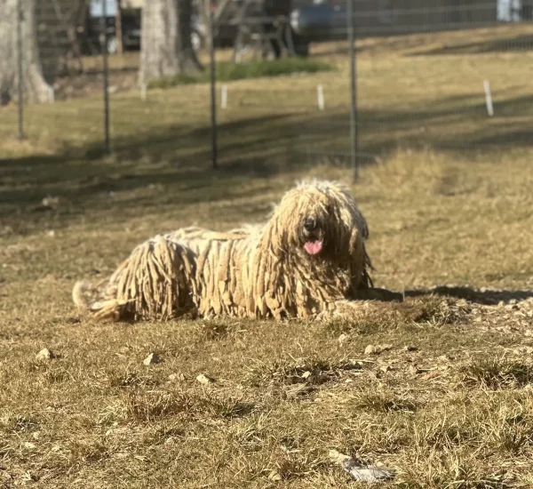 komondor-dogs