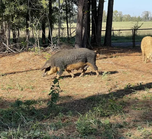 pastured-pork