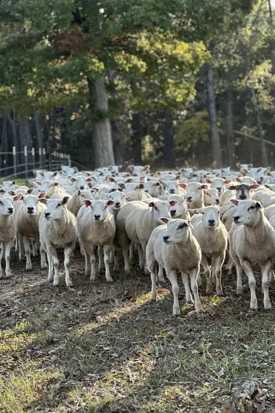 Texel Sheep